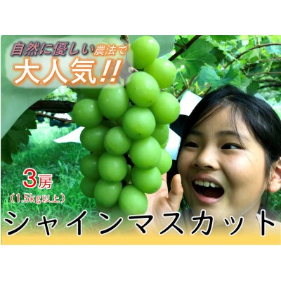 <2025年発送先行予約>自然に優しく美味しいシャインマスカット 1.5kg以上(3房入)