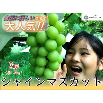 <2026年発送先行予約>自然に優しく美味しいシャインマスカット 約1.8kg(3房入)