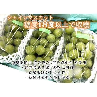 <2025年発送先行予約>自然に優しく美味しいシャインマスカット 1.5kg以上(3房入)