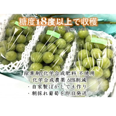 <2026年発送先行予約>自然に優しく美味しいシャインマスカット 約1.8kg(3房入)