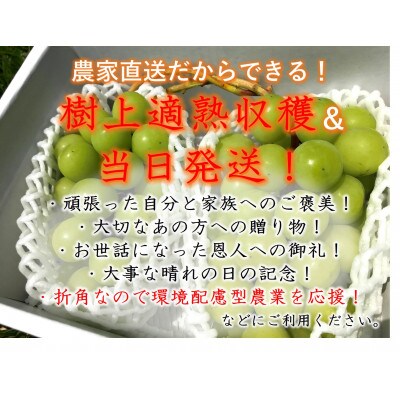 <2025年発送先行予約>自然に優しく美味しいシャインマスカット 1.5kg以上(3房入)