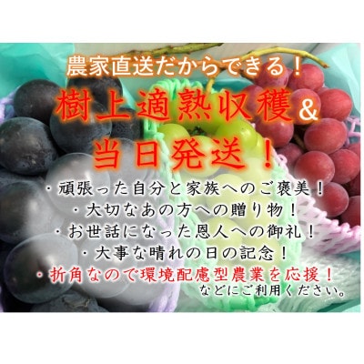【葡萄3色セット】栽培期間中の農薬削減 シャインマスカット&赤ぶどう&黒ぶどう(各1房入)