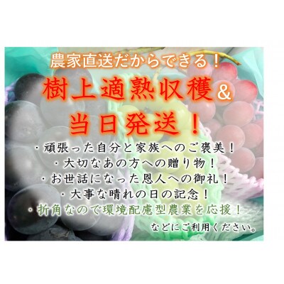 【葡萄3色セット】栽培期間中、農薬削減シャインマスカット&赤ぶどう&黒ぶどう(計4房入り)
