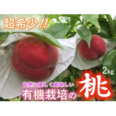 【有機栽培の美味しい桃約2kg 7月前半より発送】自然に優しく希少でジューシーな天然桃(6個入)!
