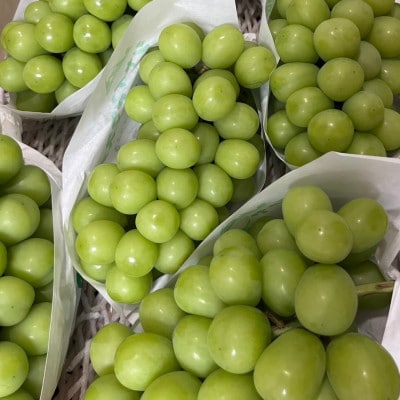 クール便で新鮮にお届け!シャインマスカット　2房 (計1kg)