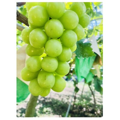 クール便で新鮮にお届け!シャインマスカット　2房 (計1kg)