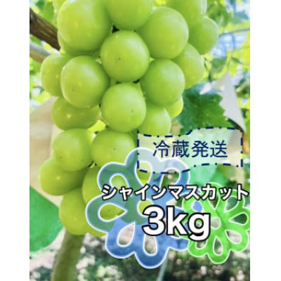 先行予約　2026年発送分　クール便で新鮮にお届け!シャインマスカット　4～6房(計3kg)