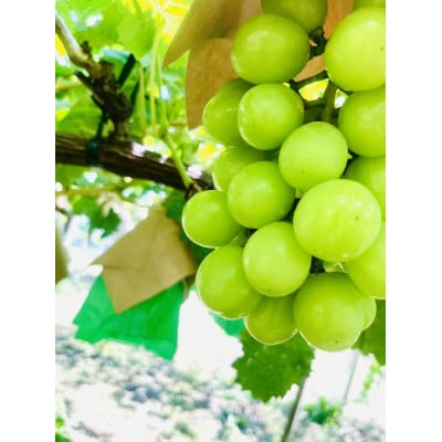 先行予約　2026年発送分　クール便で新鮮にお届け!シャインマスカット　4～6房(計3kg)