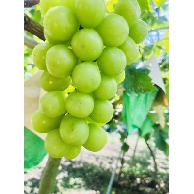 先行予約　2026年発送分　クール便で新鮮にお届け!シャインマスカット　4～6房(計3kg)