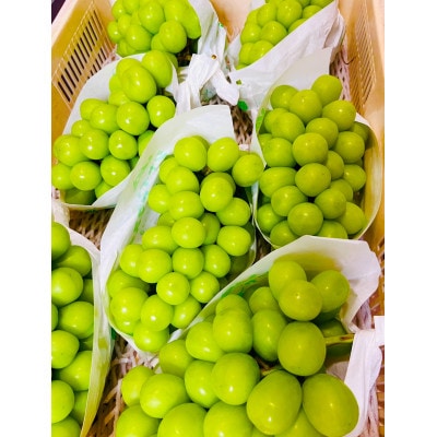 先行予約　2026年発送分　クール便で新鮮にお届け!シャインマスカット　4～6房(計3kg)