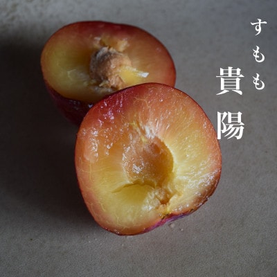 【2027年先行予約】【すもも・貴陽】一生に一度は食べたい!王様のひと玉! 1.5kg 約5～9玉
