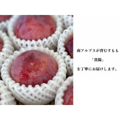 【すもも・貴陽】一生に一度は食べたい!王様のひと玉【貴陽】おうち用(すもも)お試し約6玉