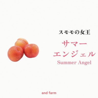 【すもも・サマーエンジェル】一度は食べたい!栽培者1番人気!おうち用(すもも)約10玉