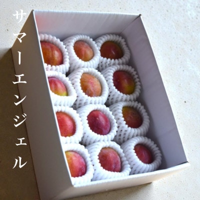【2026年先行予約】【すもも・サマーエンジェル】栽培者1番人気! 約12玉 1.5kg