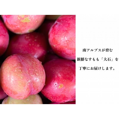 【2026年先行予約】【すもも・大石】お菓子作りには絶対コレ!おうち用すももお試しセット　約15玉