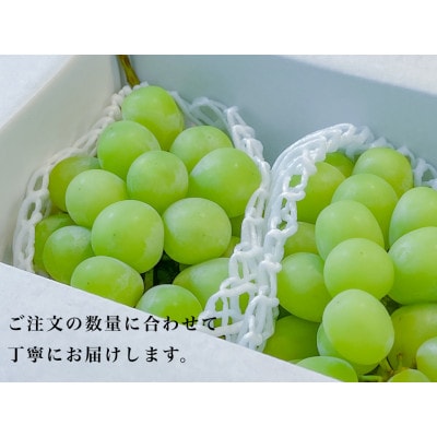 大粒大房!山梨県産シャインマスカット 2房