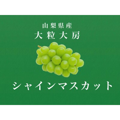 大粒大房!山梨県産シャインマスカット 3房