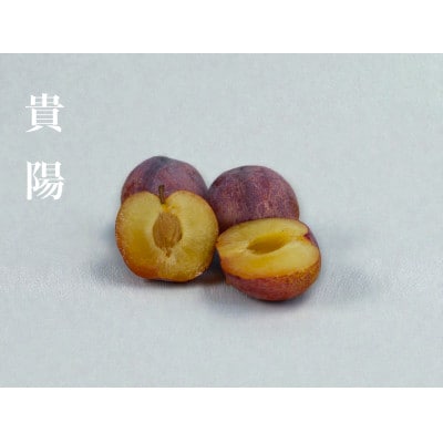 【2026年先行予約】【すもも・貴陽】一生に一度は食べたい!王様のひと玉! 約12玉(約3kg)