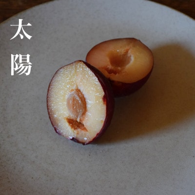 【2027年発送】【すもも・太陽】濃厚な味わいの貴陽生みの親のすもも 1.9kg 約10~15玉