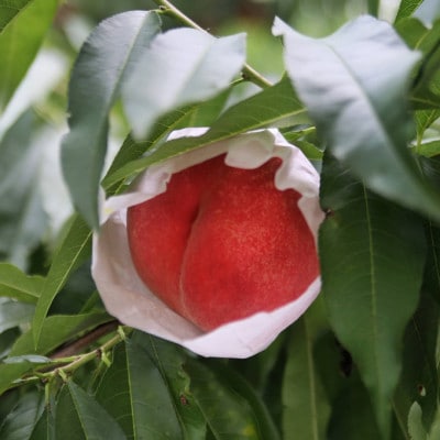 【7月上旬より順次発送】品種おまかせ!山梨県産の旬の桃　計2kg(4～7玉)