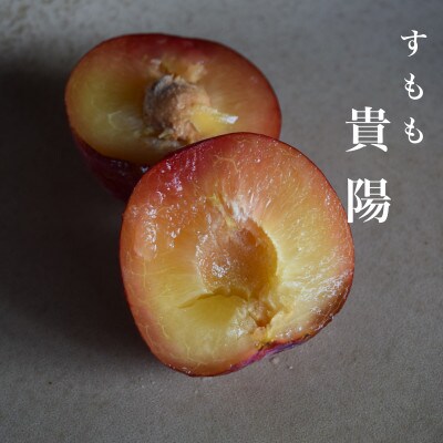 【2027年7月より発送】【すもも・貴陽】一生に一度は食べたい!王様のひと玉! 計1kg(4～6玉)