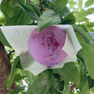 【2027年7月より発送】【すもも・貴陽】一生に一度は食べたい!王様のひと玉! 計1kg(4～6玉)