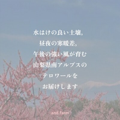 【2027年8月より発送】【すもも・太陽】濃厚な味わいの貴陽生みの親のすもも1.6kg(9～12玉)