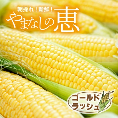 【2026年発送先行予約】山梨県産朝採れ とうもろこし(ゴールドラッシュ)12本入り