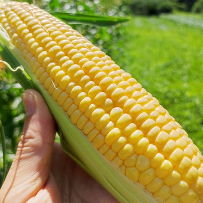 【2026年発送先行予約】山梨県産朝採れ とうもろこし(ゴールドラッシュ)12本入り