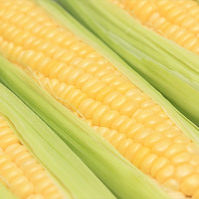 【2026年発送先行予約】山梨県産朝採れ とうもろこし(ゴールドラッシュ)12本入り