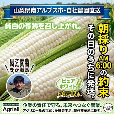 【真っ白な甘さの衝撃!】ジューシーな白いとうもろこし『朝採れピュアホワイト』その日のうちに発送します