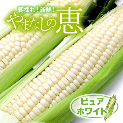 【真っ白な甘さの衝撃!】ジューシーな白いとうもろこし『朝採れピュアホワイト』その日のうちに発送します