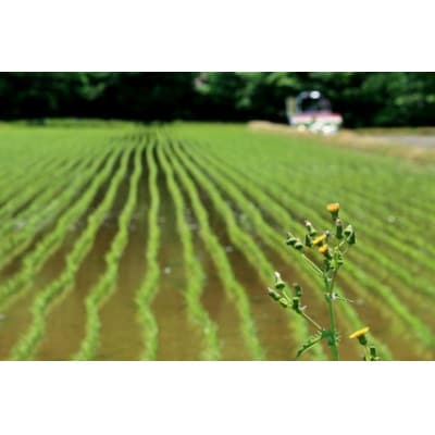 【さとふる限定】山形小国町産　はえぬき(精米)　5kg