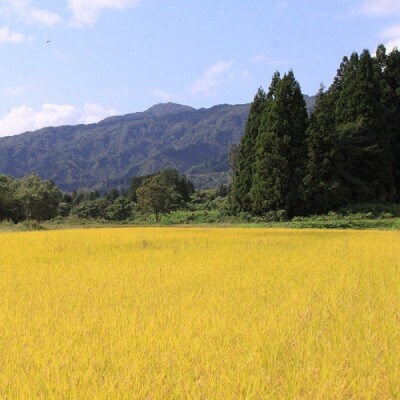 令和6年産 雪若丸15kg(5kg×3袋)精米　山形県小国町産