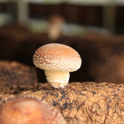 【訳あり】おぐにクラフトコーラ(24本)【賞味期限間近】