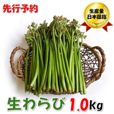 【先行予約・数量限定】採れたて山菜　生わらび　1kg×1束