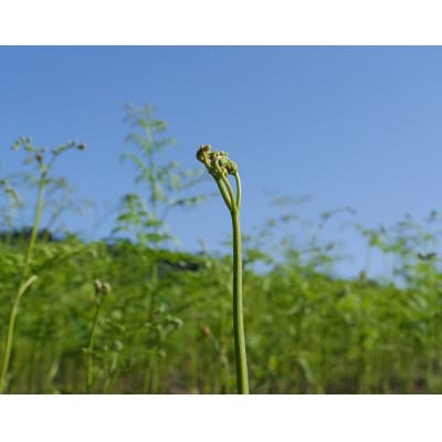 【先行予約・数量限定】採れたて山菜　生わらび　1kg×1束