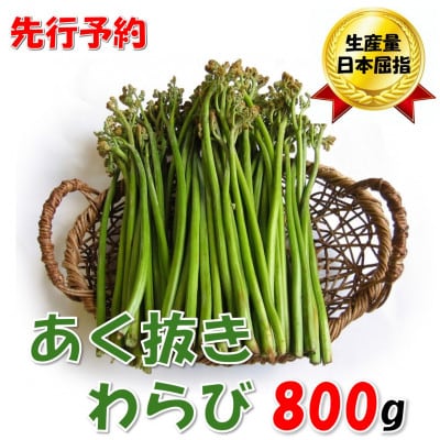 【先行予約・数量限定】採れたて山菜　あく抜きわらび　200g×4束