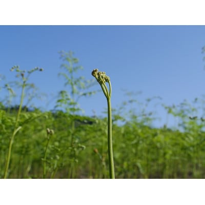 【先行予約・数量限定】採れたて山菜　あく抜きわらび　200g×4束