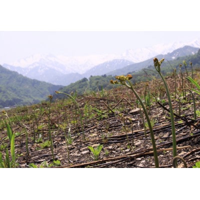 【先行予約・数量限定】採れたて山菜　あく抜きわらび　200g×4束