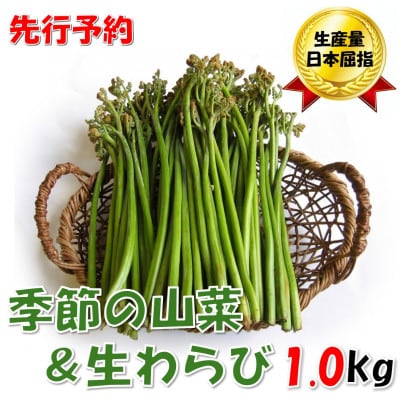 【先行予約・数量限定】採れたて山菜セット　生わらび(1kg×1束)+季節の山菜2～3品