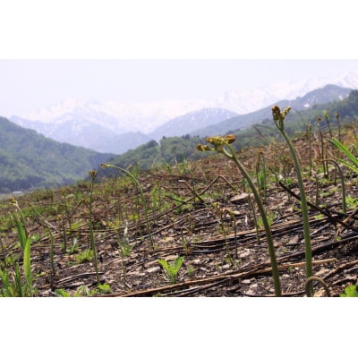 【先行予約・数量限定】採れたて山菜セット　生わらび(1kg×1束)+季節の山菜2～3品