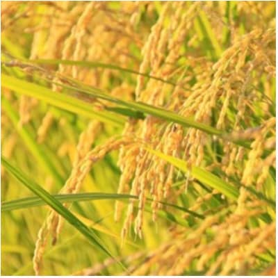 【令和8年産米 先行予約】食べ比べセット(つや姫、雪若丸、山形95号)各5kg おぐにのこめ