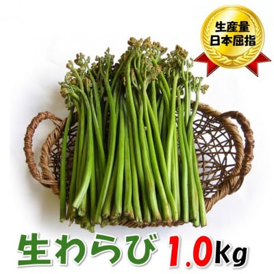 【数量限定】採れたて山菜　生わらび　1kg×1束