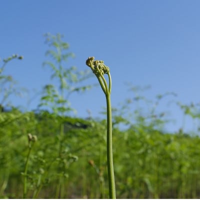 【数量限定】採れたて山菜　生わらび　1kg×1束