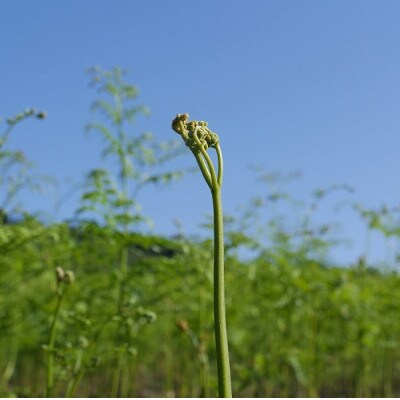 【数量限定】採れたて山菜　あく抜きわらび　200g×4束