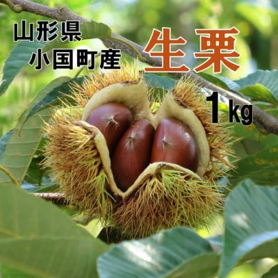 【先行予約】【数量限定】山形県小国町産　舟山栗園の生栗 1kg