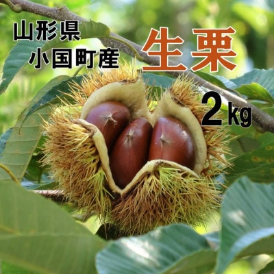 【先行予約】【数量限定】山形県小国町産　舟山栗園の生栗 2kg