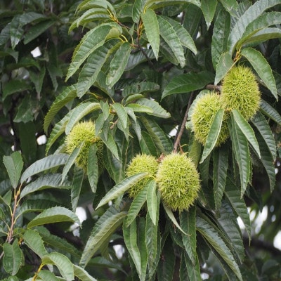 【先行予約】【数量限定】山形県小国町産　舟山栗園の生栗 2kg