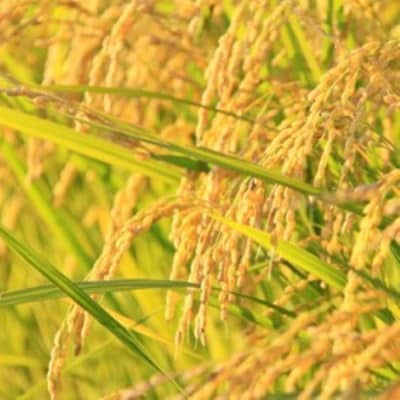 【発送月固定定期便】山形県小国町産　雪若丸5kg　おぐにのこめ全3回